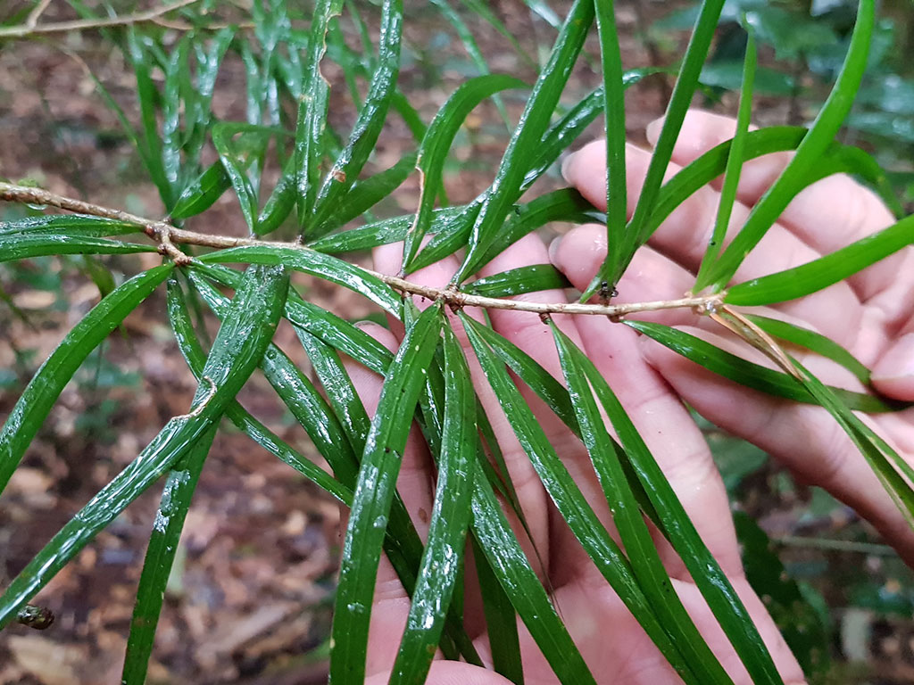 Lá của cây thông hai lá dẹt còn nhỏ